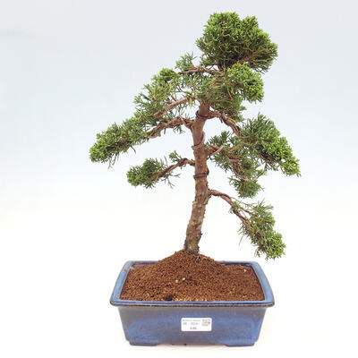 Vonkajšie bonsai - Juniperus chinensis Kishu -Jalovec čínsky - 1