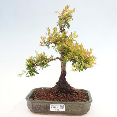 Izbová bonsai - Myrtus communis - Myrta obyčajná - 1