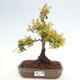 Izbová bonsai - Myrtus communis - Myrta obyčajná - 1/5