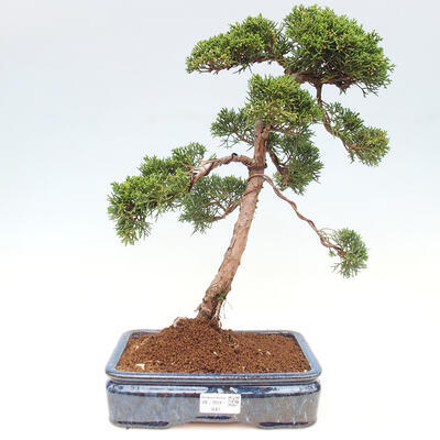 Vonkajšie bonsai - Juniperus chinensis Kishu -Jalovec čínsky - 1