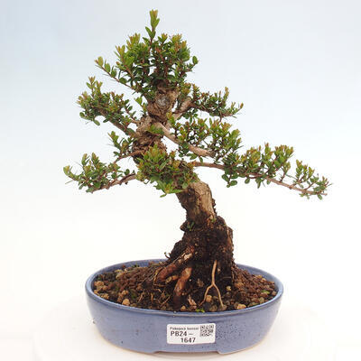 Izbová bonsai - Myrtus communis - Myrta obyčajná - 1