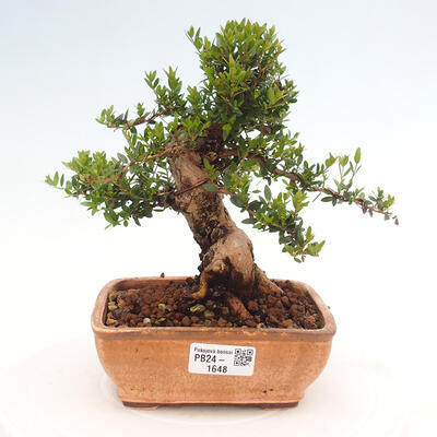 Izbová bonsai - Myrtus communis - Myrta obyčajná - 1