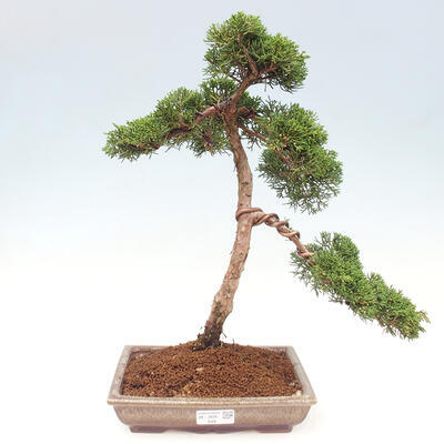 Vonkajšie bonsai - Juniperus chinensis Kishu -Jalovec čínsky - 1