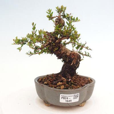 Izbová bonsai - Myrtus communis - Myrta obyčajná - 1