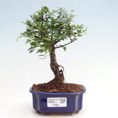 Izbová bonsai - Ulmus parvifolia - malolistá brest - 1