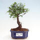 Izbová bonsai - Ulmus parvifolia - malolistá brest - 1/3