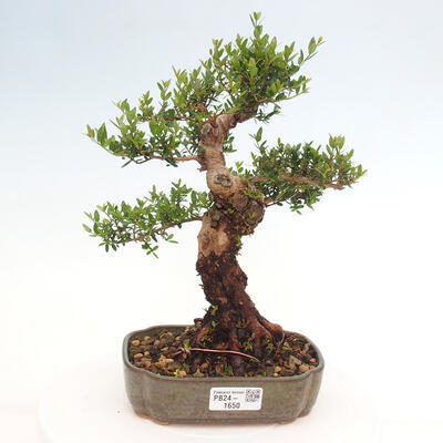 Izbová bonsai - Myrtus communis - Myrta obyčajná - 1