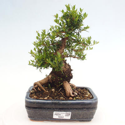 Izbová bonsai - Myrtus communis - Myrta obyčajná - 1