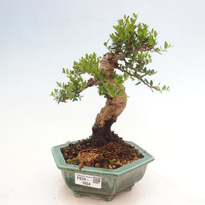 Izbová bonsai - Myrtus communis - Myrta obyčajná - 1