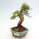 Izbová bonsai - Myrtus communis - Myrta obyčajná - 1/5