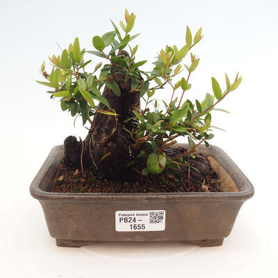 Izbová bonsai - Myrtus communis - Myrta obyčajná - 1