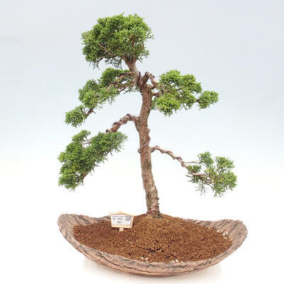 Vonkajšie bonsai - Juniperus chinensis Kishu -Jalovec čínsky - 1