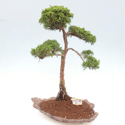 Vonkajšie bonsai - Juniperus chinensis Kishu -Jalovec čínsky - 1