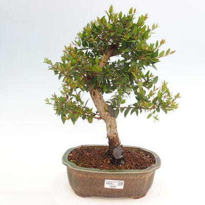 Izbová bonsai - Myrtus communis - Myrta obyčajná - 1