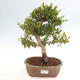 Izbová bonsai - Myrtus communis - Myrta obyčajná - 1/5