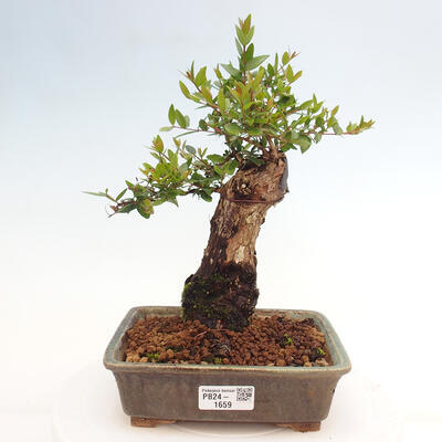 Izbová bonsai - Myrtus communis - Myrta obyčajná - 1