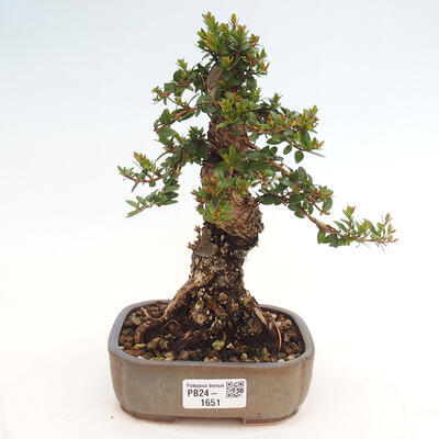 Izbová bonsai - Myrtus communis - Myrta obyčajná - 1