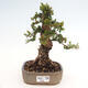 Izbová bonsai - Myrtus communis - Myrta obyčajná - 1/5