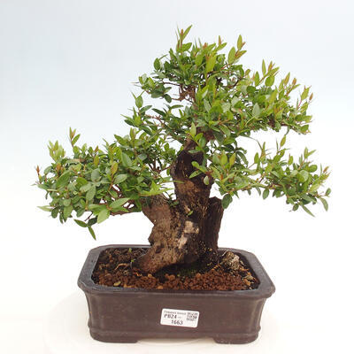 Izbová bonsai - Myrtus communis - Myrta obyčajná - 1