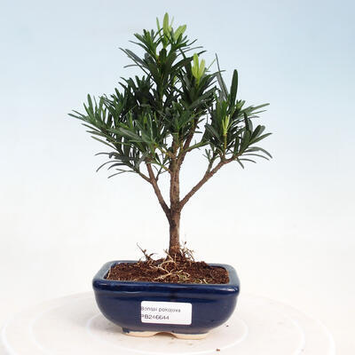 Izbová bonsai - Podocarpus - Kamenný tis - 1