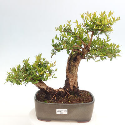 Izbová bonsai - Myrtus communis - Myrta obyčajná - 1