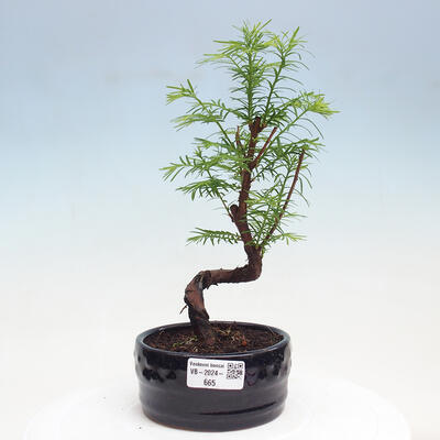 Vonkajšie bonsai - Metasequoia glyptostroboides - Metasekvoja čínska - 1