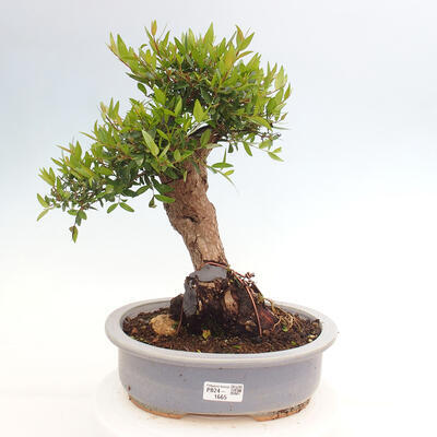 Izbová bonsai - Myrtus communis - Myrta obyčajná - 1