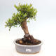 Izbová bonsai - Myrtus communis - Myrta obyčajná - 1/5