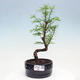 Vonkajšie bonsai - Metasequoia glyptostroboides - Metasekvoja čínska - 1/3