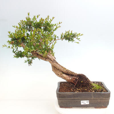 Izbová bonsai - Myrtus communis - Myrta obyčajná - 1