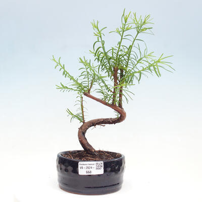 Vonkajšie bonsai - Metasequoia glyptostroboides - Metasekvoja čínska - 1