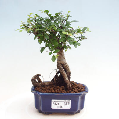 Izbová bonsai - Ulmus parvifolia - malolistá brest - 1