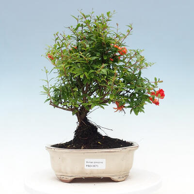 Izbová bonsai-Punic granatum nana-Granátové jablko - 1