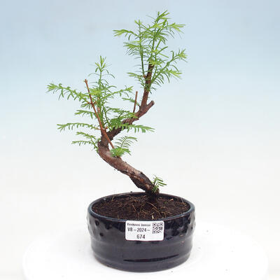 Vonkajšie bonsai - Metasequoia glyptostroboides - Metasekvoja čínska - 1