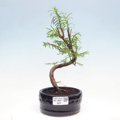 Vonkajšie bonsai - Metasequoia glyptostroboides - Metasekvoja čínska - 1