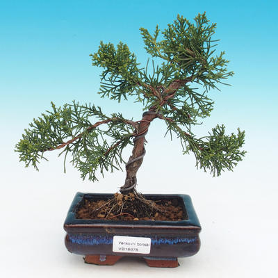 Vonkajšie bonsai - Juniperus chinensis -Jalovec čínsky