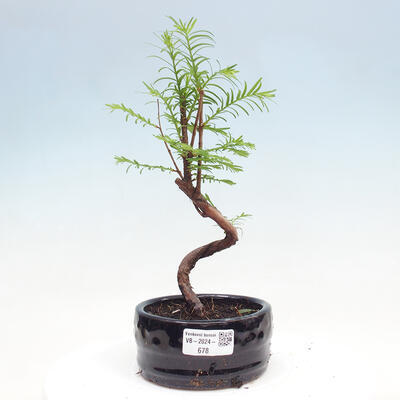 Vonkajšie bonsai - Metasequoia glyptostroboides - Metasekvoja čínska - 1