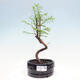 Vonkajšie bonsai - Metasequoia glyptostroboides - Metasekvoja čínska - 1/3