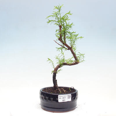 Vonkajšie bonsai - Metasequoia glyptostroboides - Metasekvoja čínska - 1