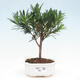 Izbová bonsai - Podocarpus - Kamenný tis - 1/4