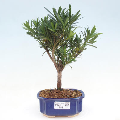 Izbová bonsai - Podocarpus - Kamenný tis - 1