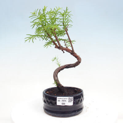 Vonkajšie bonsai - Metasequoia glyptostroboides - Metasekvoja čínska - 1