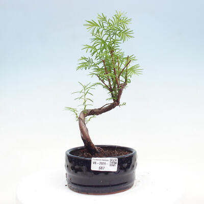 Vonkajšie bonsai - Metasequoia glyptostroboides - Metasekvoja čínska - 1