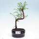 Vonkajšie bonsai - Metasequoia glyptostroboides - Metasekvoja čínska - 1/3