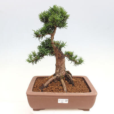 Vonkajší bonsai - Taxus cuspidata - Tis japonský - 1