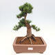 Vonkajší bonsai - Taxus cuspidata - Tis japonský - 1/6