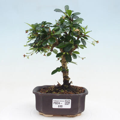 Izbová bonsai - Carmona macrophylla - Čaj fuki - 1