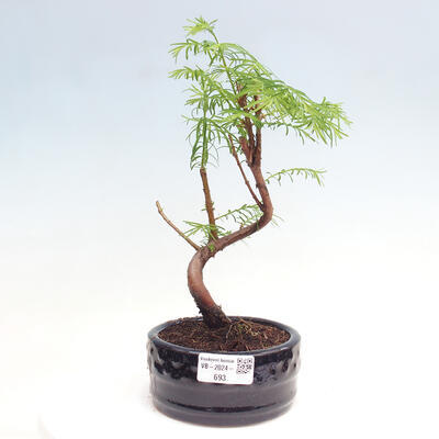 Vonkajšie bonsai - Metasequoia glyptostroboides - Metasekvoja čínska - 1