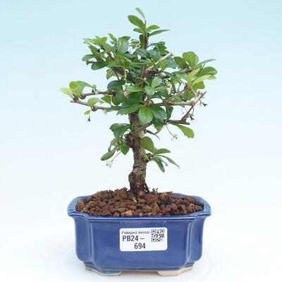 Izbová bonsai - Carmona macrophylla - Čaj fuki - 1