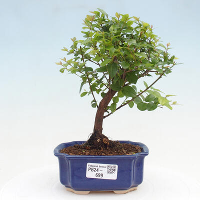 Izbová bonsai - Sagerécie thea - Sagerécie thea - 1